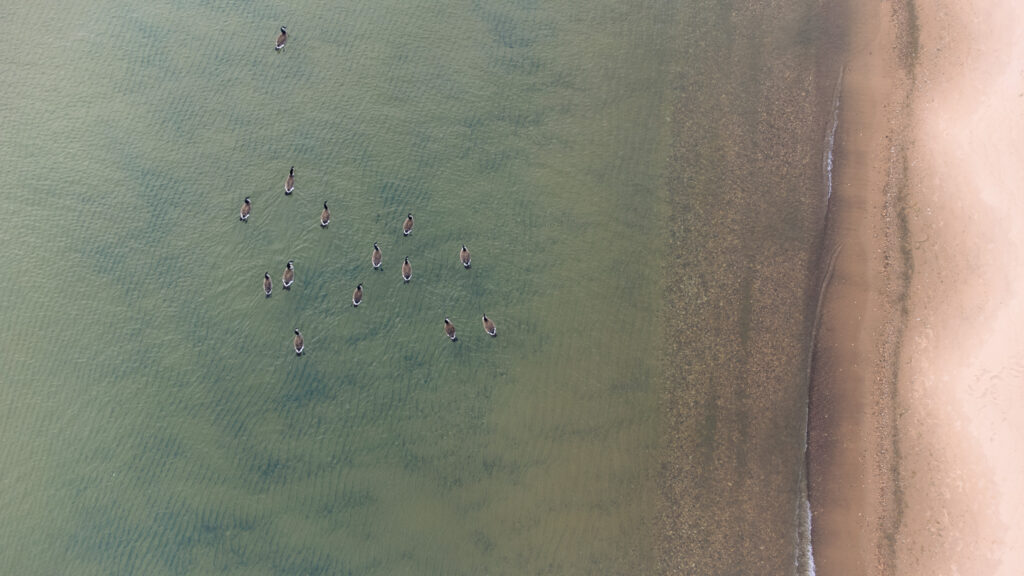 geese on lake