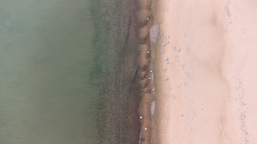 seagulls on shore